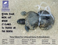 /album/ste/surfrider-foundation-turtle-jpg/