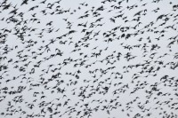 /album/ste/starlings1-jpg/